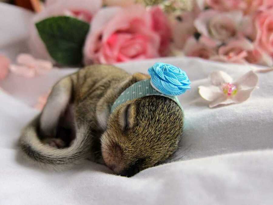 baby squirrel posed sleeping for photoshoot with headband on head