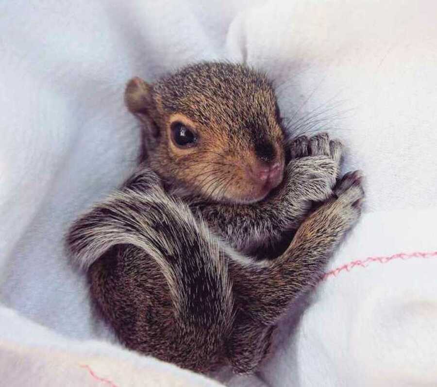 baby squirrel is snuggled up in a blanket