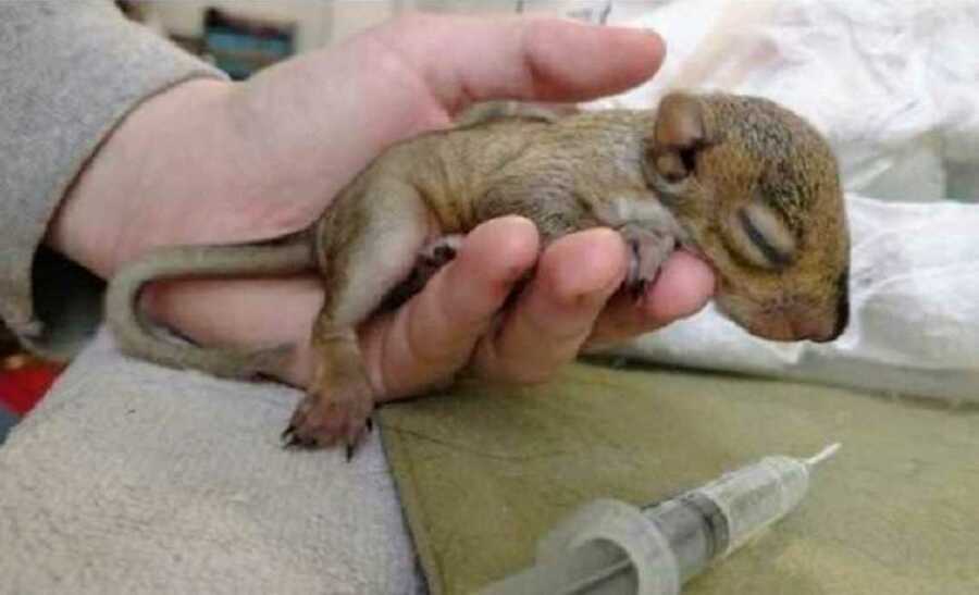 baby squirrel rests in a hand with a syringe laying next to it