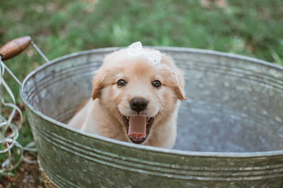 female golden retriever puppy sits in metal bucket