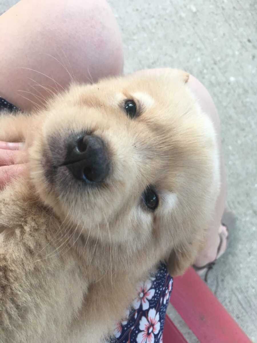 female golden retriever puppy looks into camera