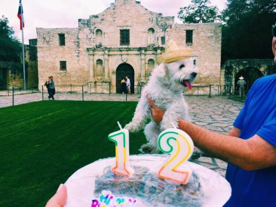 small white family dog celebrating his birthday while wearing a sombrero
