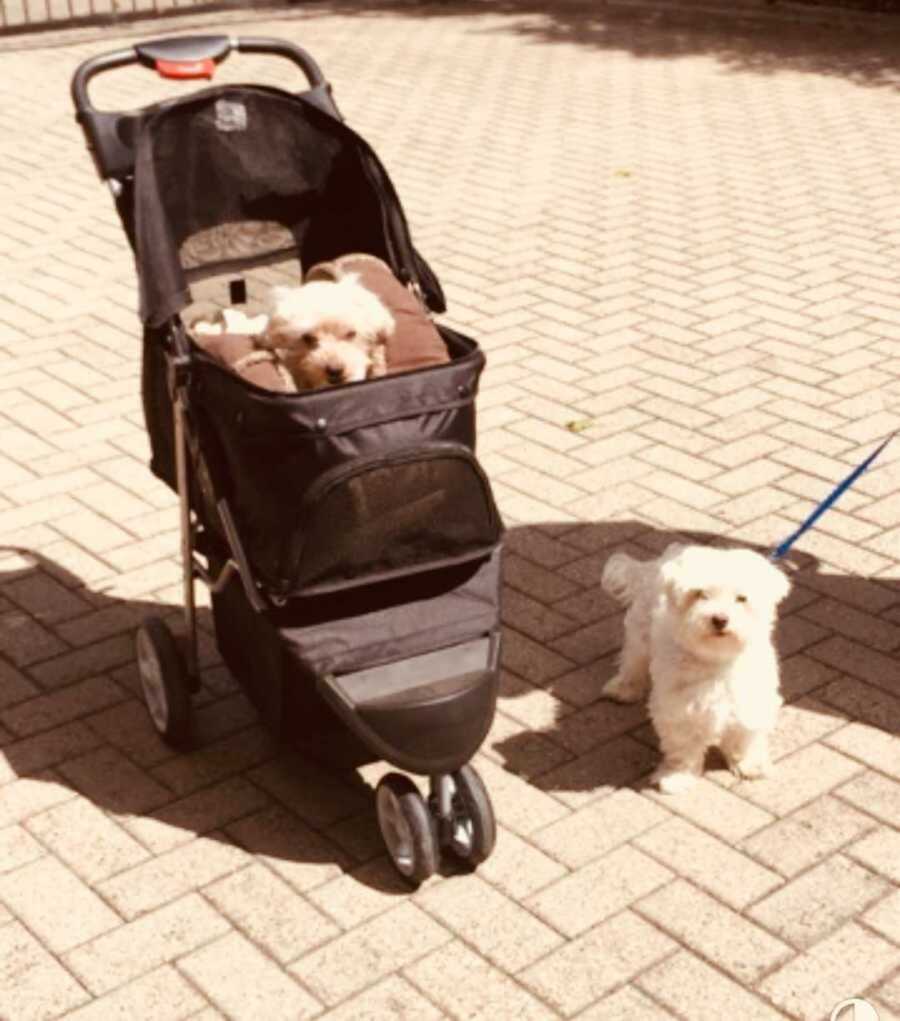 two small white family dogs, one in a dog stroller, the other on a leash