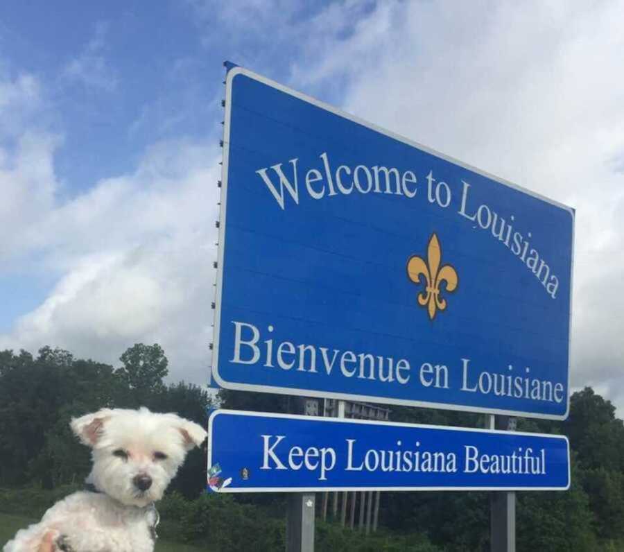 small white family dog being held up at Louisiana state line sign