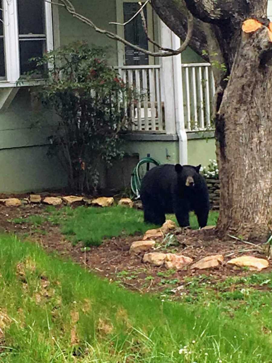 Bear in person's lawn that stopped UPS delivery man from delivering packages