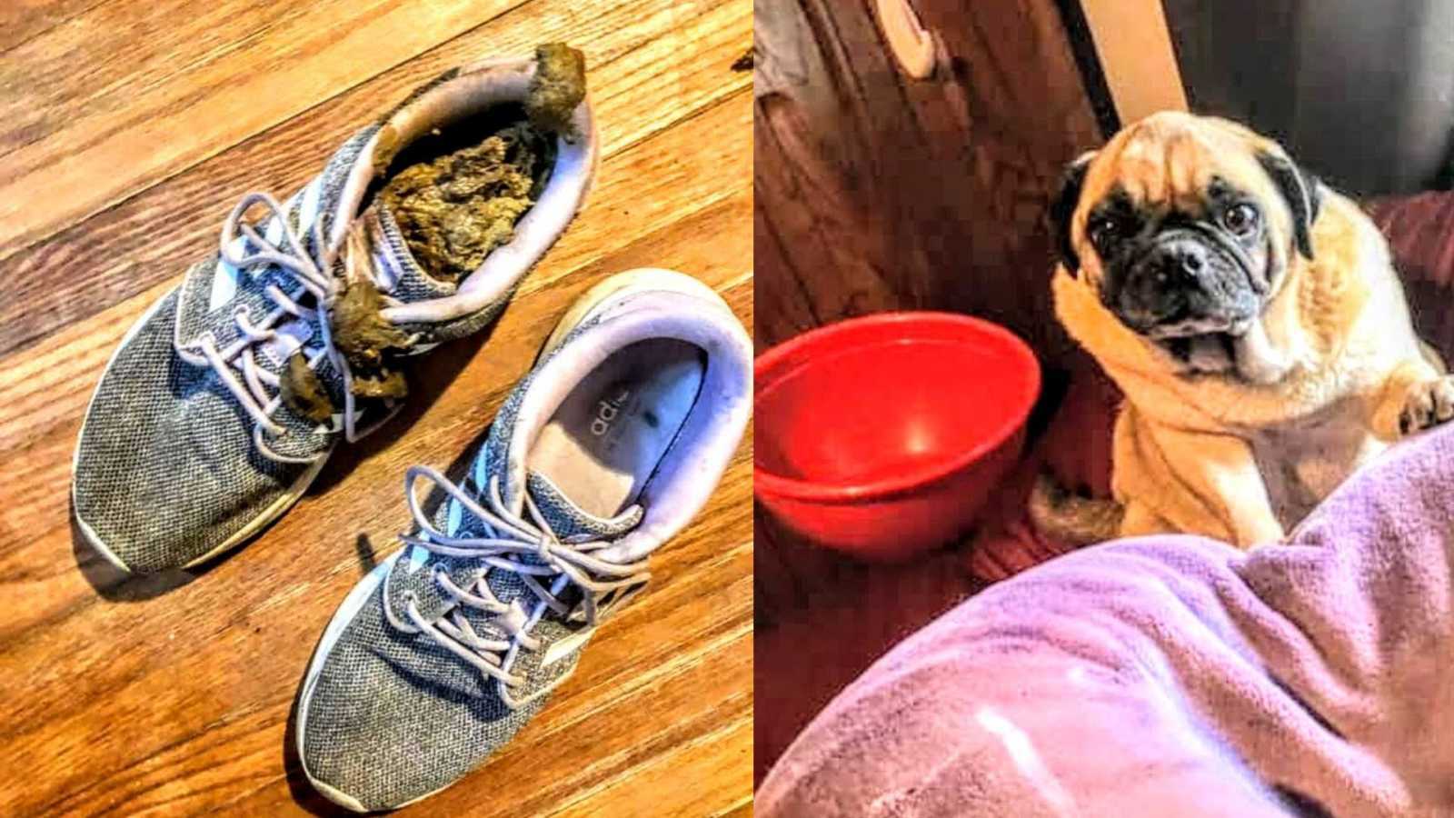 dog next to show with dog poop in it