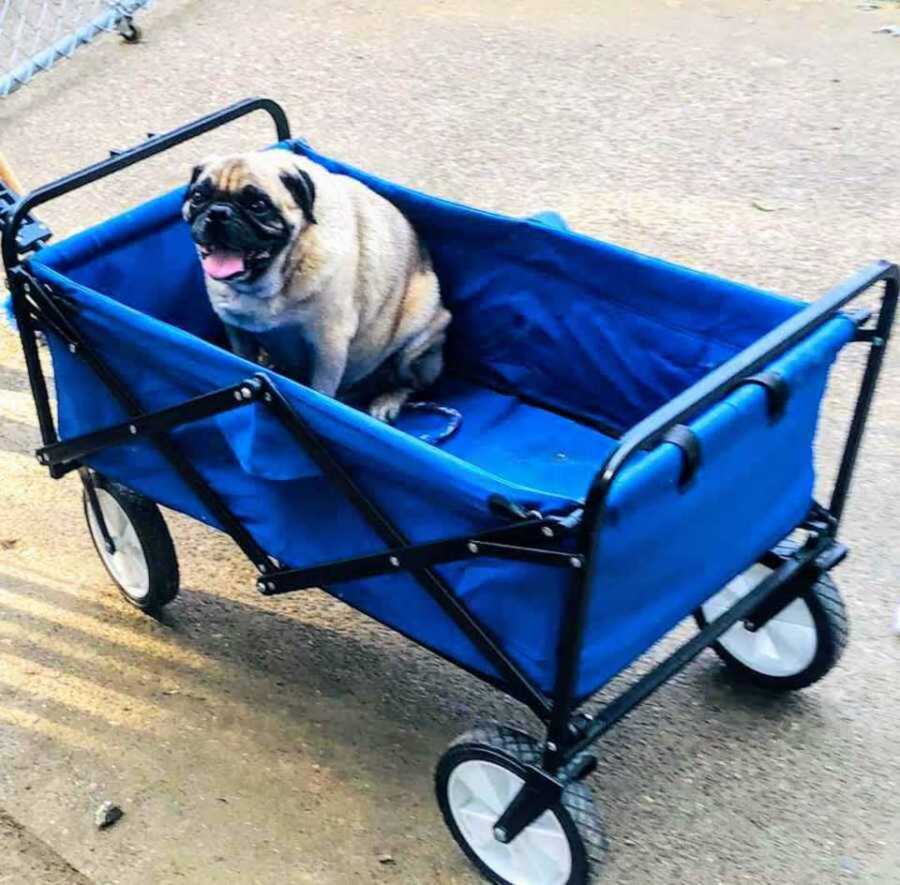 dog in blue wagon