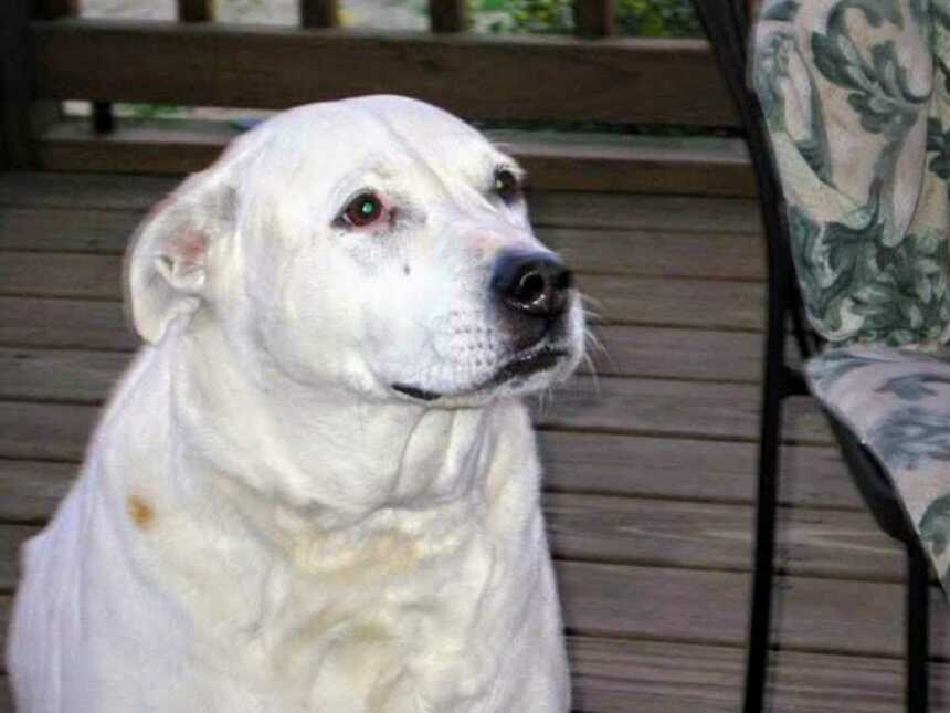 White pitbull labrador dog sitting next to chair on wooden patio