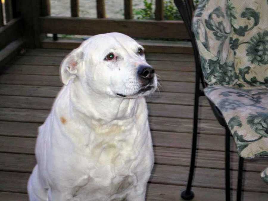 White pitbull labrador dog sitting next to chair on wooden patio