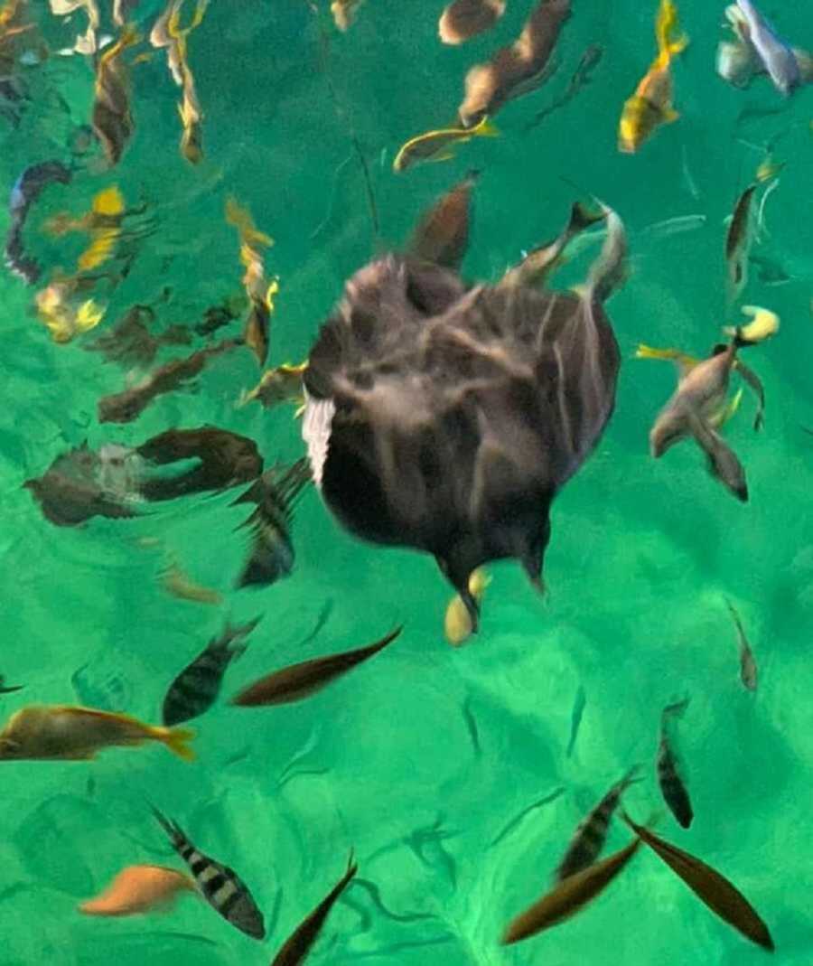 stingray at aquarium