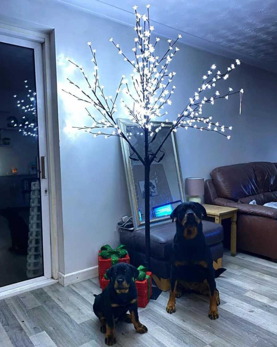 Skinny Christmas tree with two Rottweilers under it