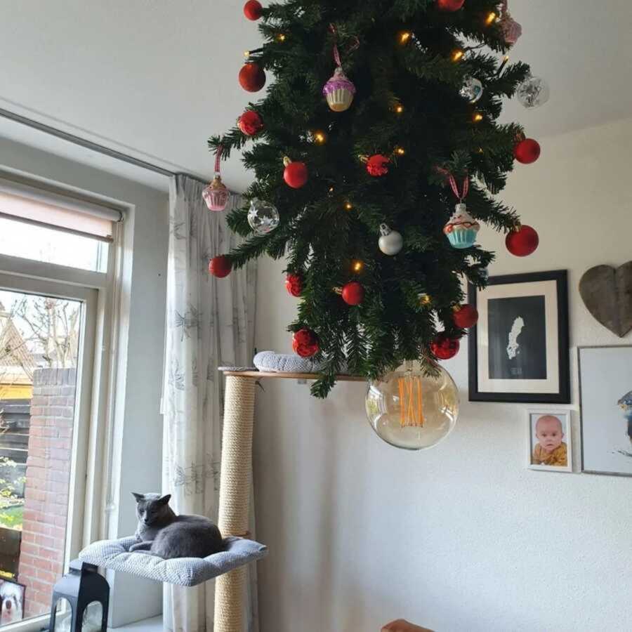 Christmas tree placed on the ceiling to keep the cat away from it