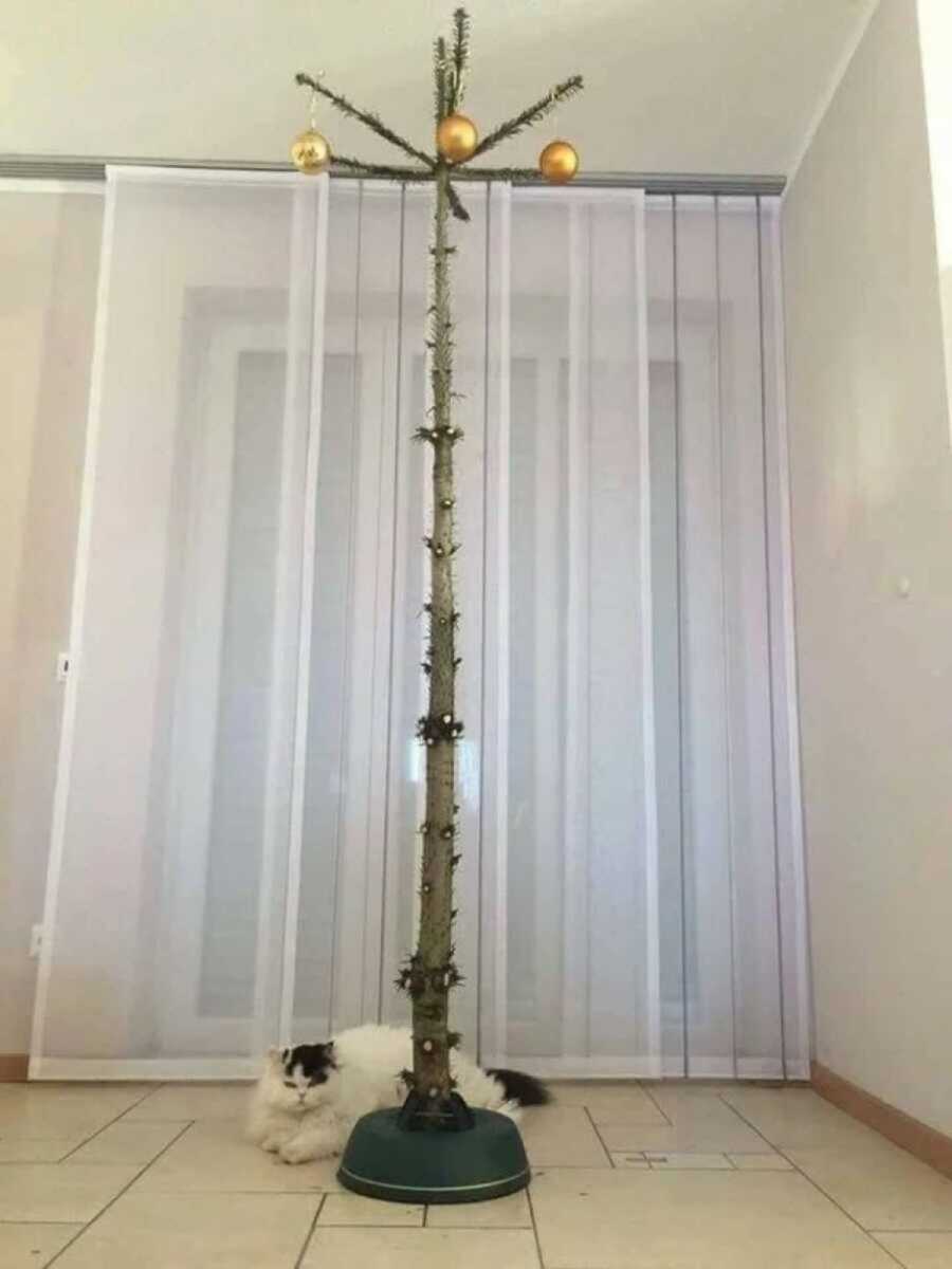 Christmas tree with no branches and a mischievous cat at the base 