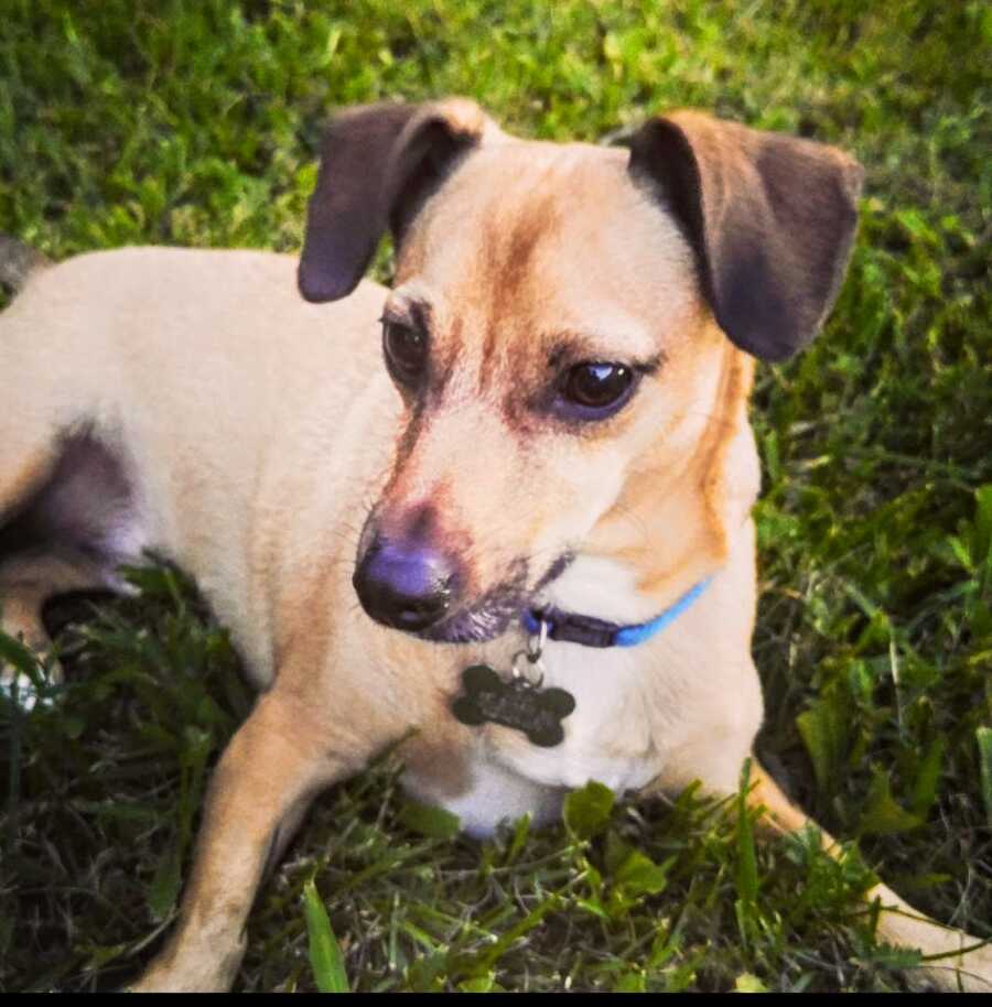 puppy lays in grass